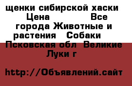 щенки сибирской хаски  › Цена ­ 10 000 - Все города Животные и растения » Собаки   . Псковская обл.,Великие Луки г.